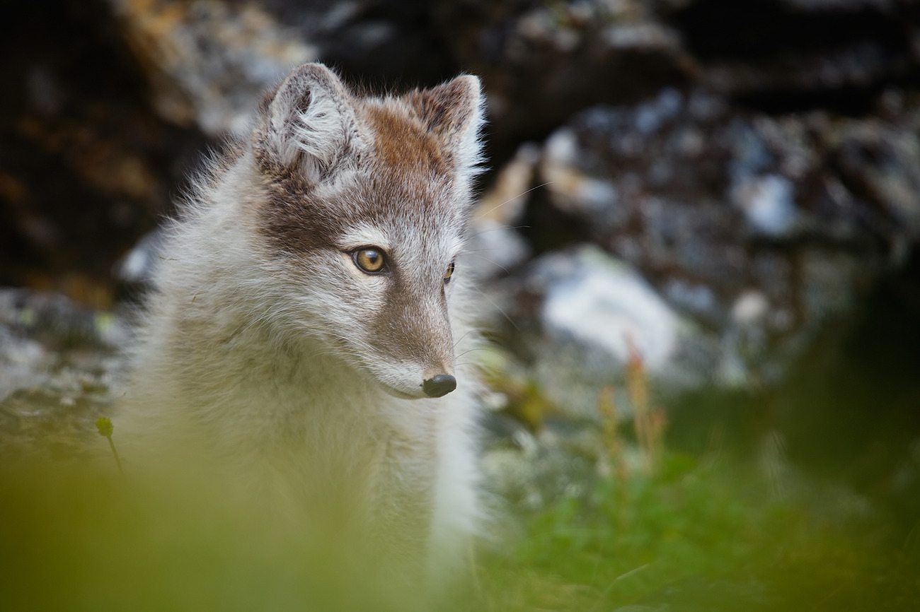 Arktična lisica (arktična lisica). Spitsbergen
