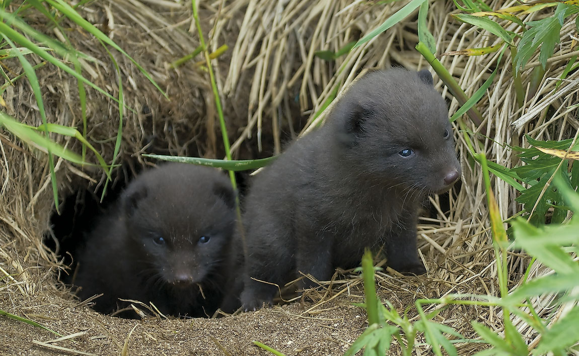 Fox mláďata