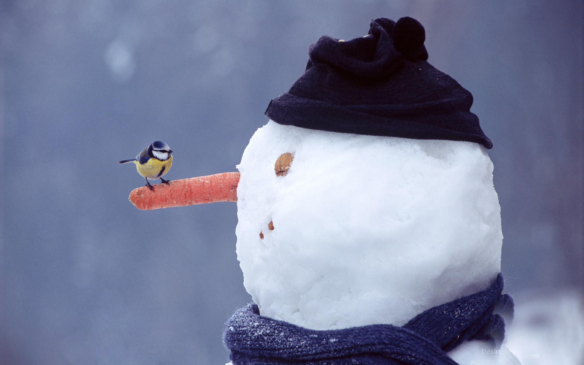 Photo nose-carrot snowman