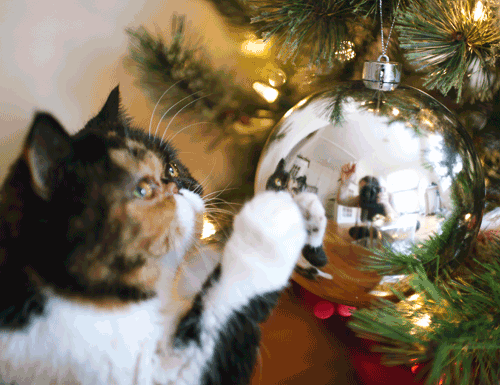 Gambar GIF: kucing dan Tahun Baru!