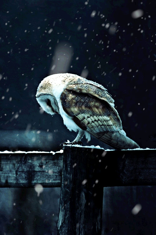 Gif picture: owl