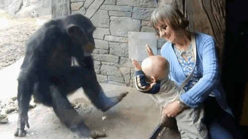 GIF pictures: funny and funny