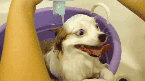 GIF pildid koertega: naljakas koer