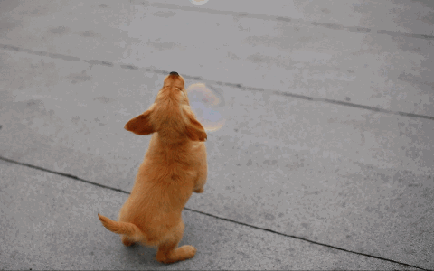 Fotos GIF con perros: cachorro y pompas de jabón.