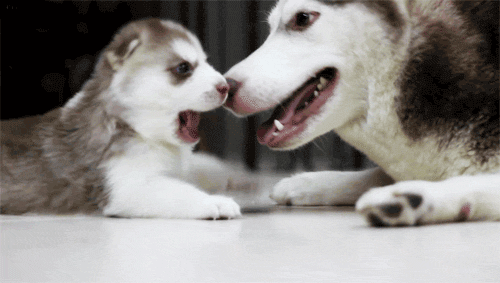 Gif kuvat with dogs