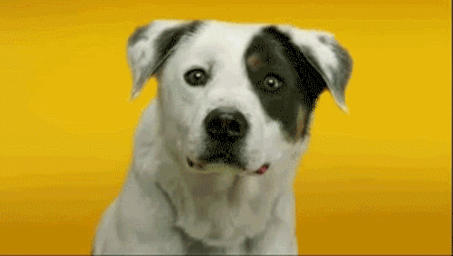 GIF picture: smiling dog