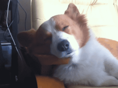 Gif pictures with dogs