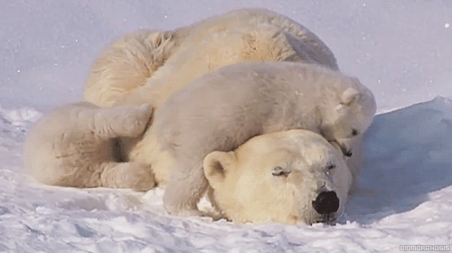 GIF слика: бела мечка со младенчиња