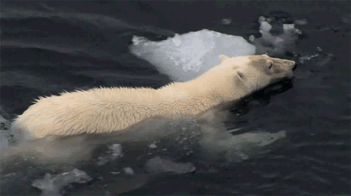 GIF picture: polar bear swims