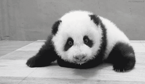 Gif foto panda