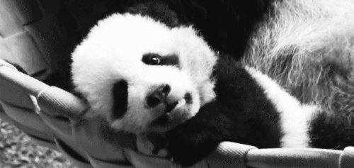 Gif foto: groot panda welpie