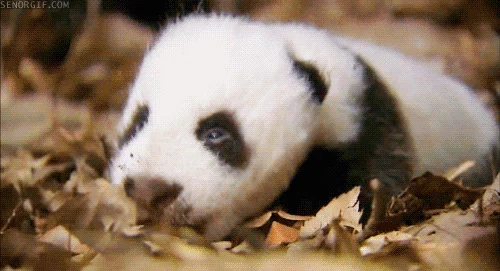 GIF picture: big panda cub falls asleep