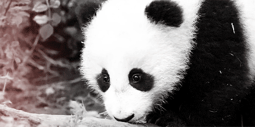 GIF picture: big panda