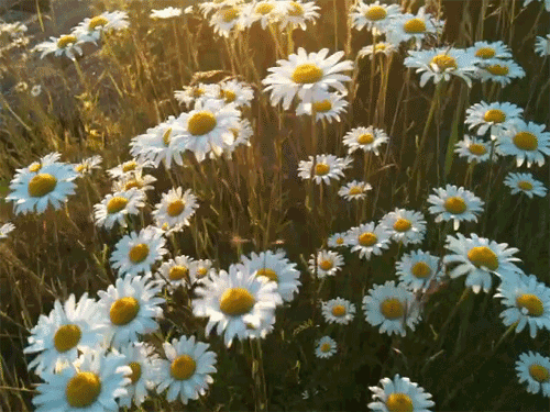 Gif hoton: daisies