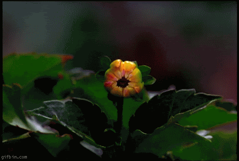 GIF-pilt: lilled