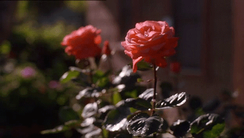 GIF slika: ruža
