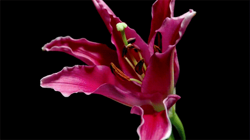 GIF kép: virágok