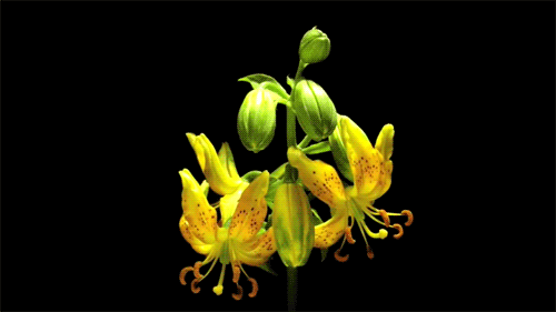 GIF תמונה: פרחים