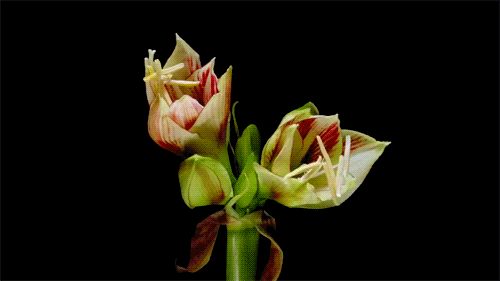GIF სურათი: ყვავილები