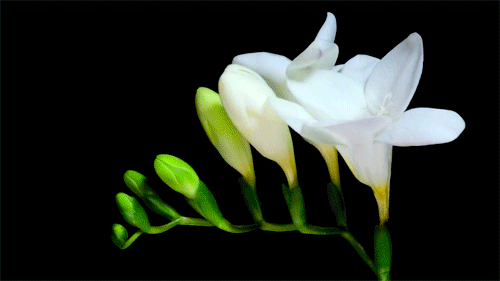 GIF obrázok: kvety