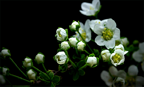 GIF picture: flowers