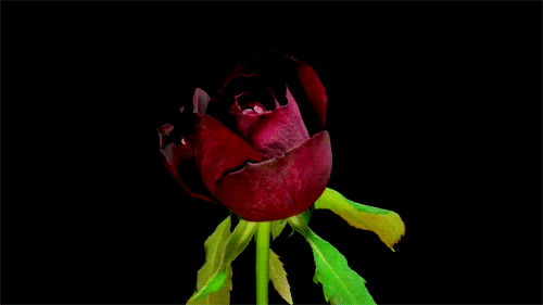 GIF picture: rose blooms