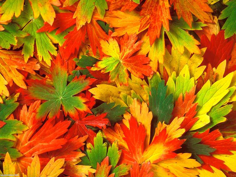 Lindo outono: folhas