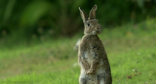 Gif picture hare