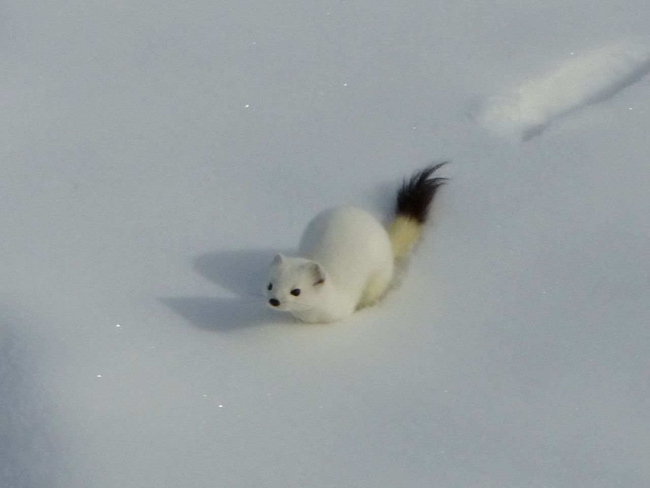 Ermine i vinterfarge, du kan se en svart flekk på halen