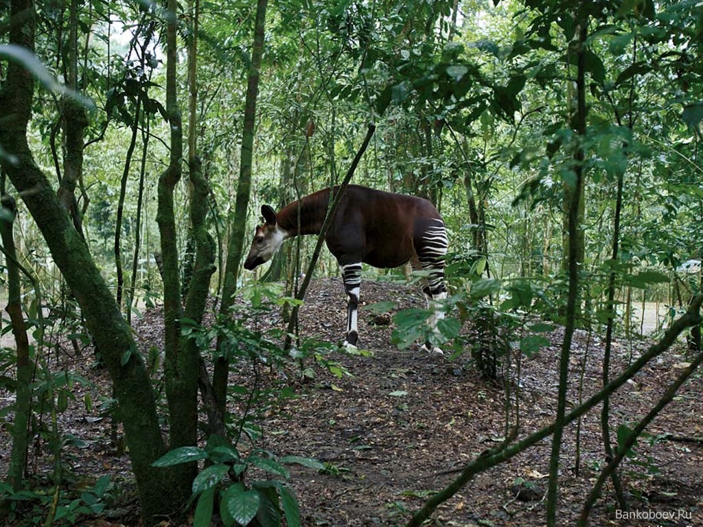 'Okapi
