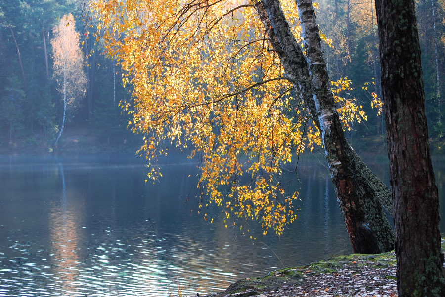 美しい秋：秋の池