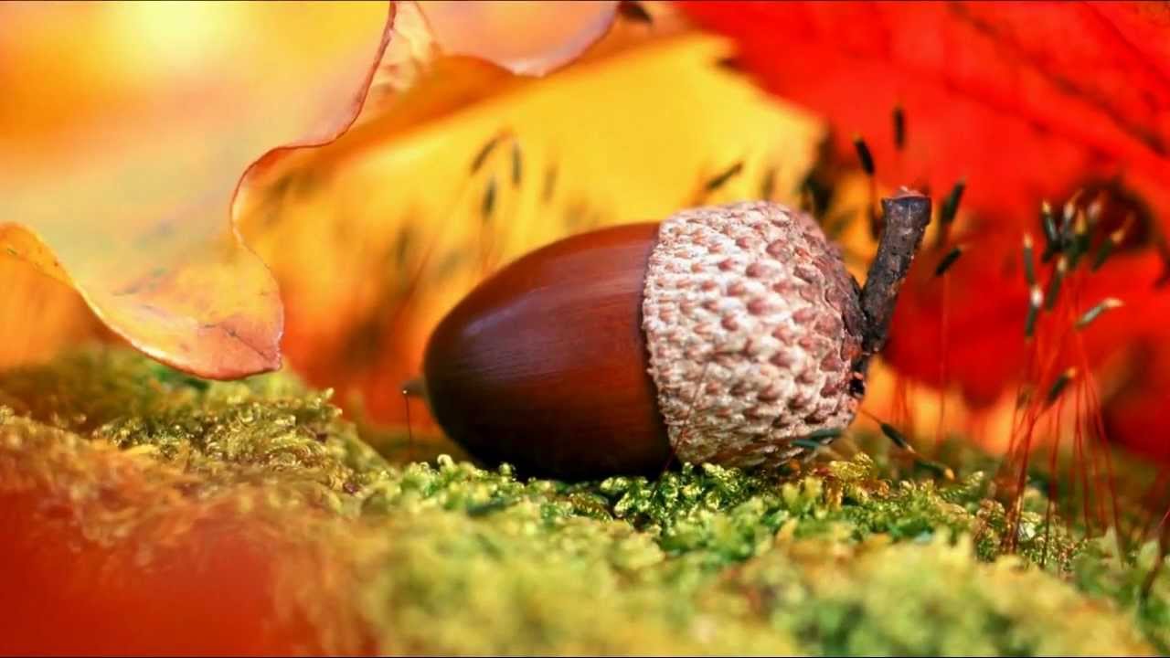 Beautiful autumn: acorn