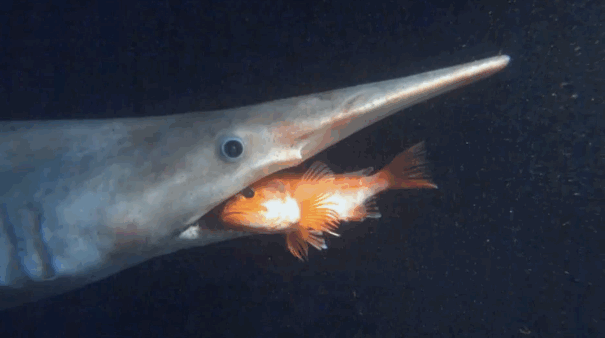 GIF сүрөт: укмуш акула