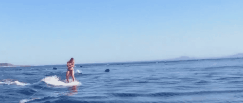 Gambar GIF dengan lumba-lumba