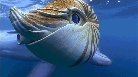 Gif picture: dolphin playing nautilus