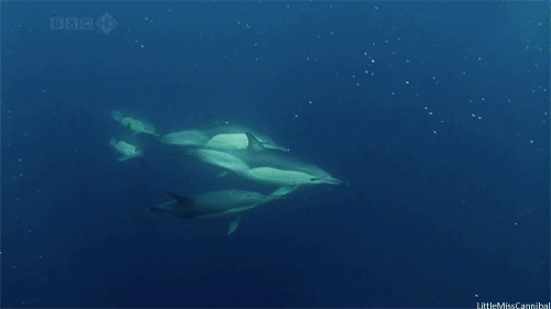 Obraz GIF: delfiny pod wodą