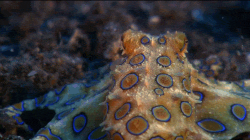 Obrázok GIF s chobotnicou