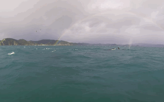 GIF-Bild: Eine Herde Killerwale