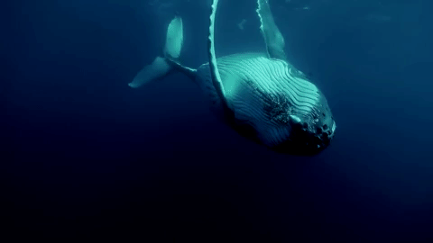 Gambar GIF: paus di bawah air