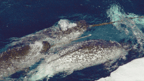 GIF foto: narwhals