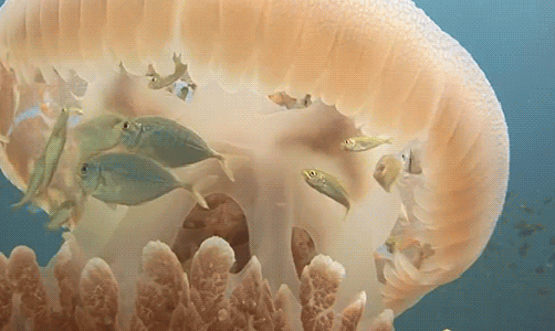 GIF picture with jellyfish and fish