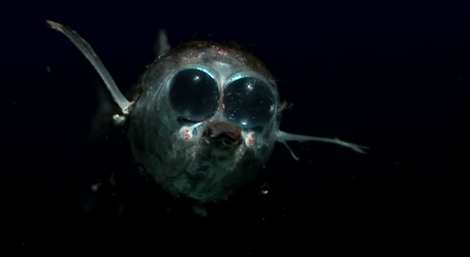 GIF picture: fishhead fish