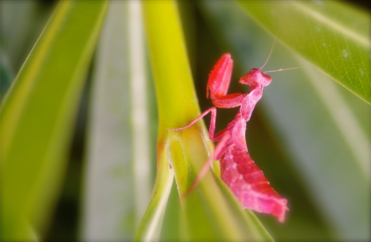 Red mantis, fọto ti o ya lori erekusu Crete
