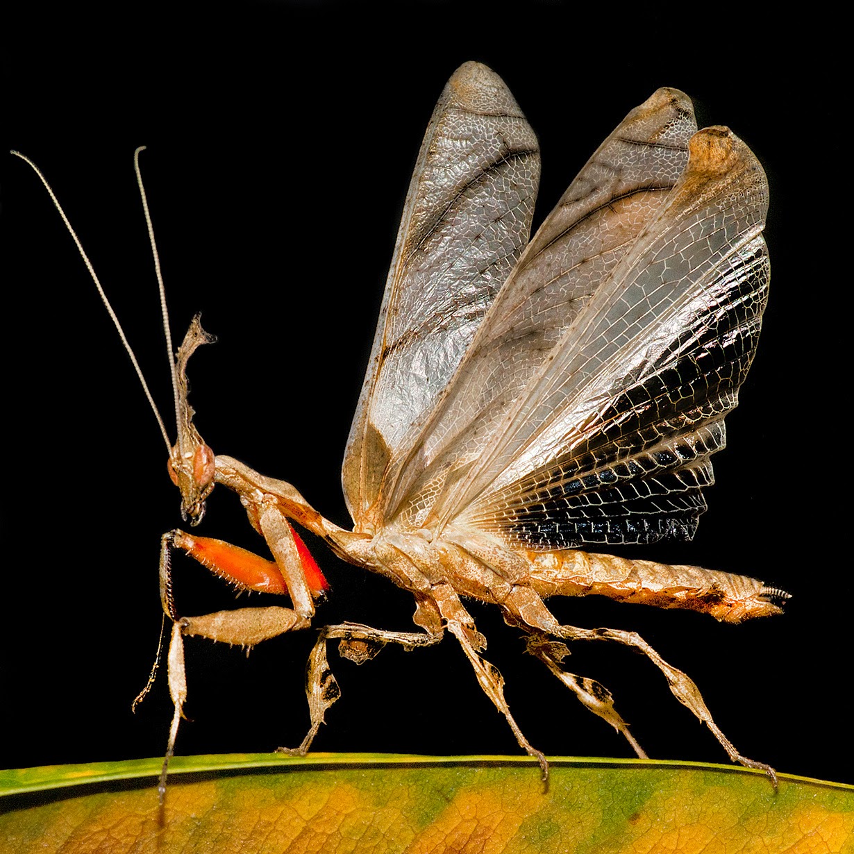 螳螂Phyllocrania paradoxa。栖息地 - 马达加斯加