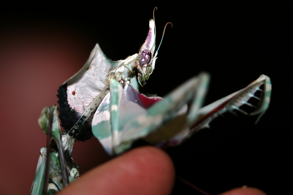 Mantisin qanlı çiçəyi dua et Habitat - Şərqi Afrika