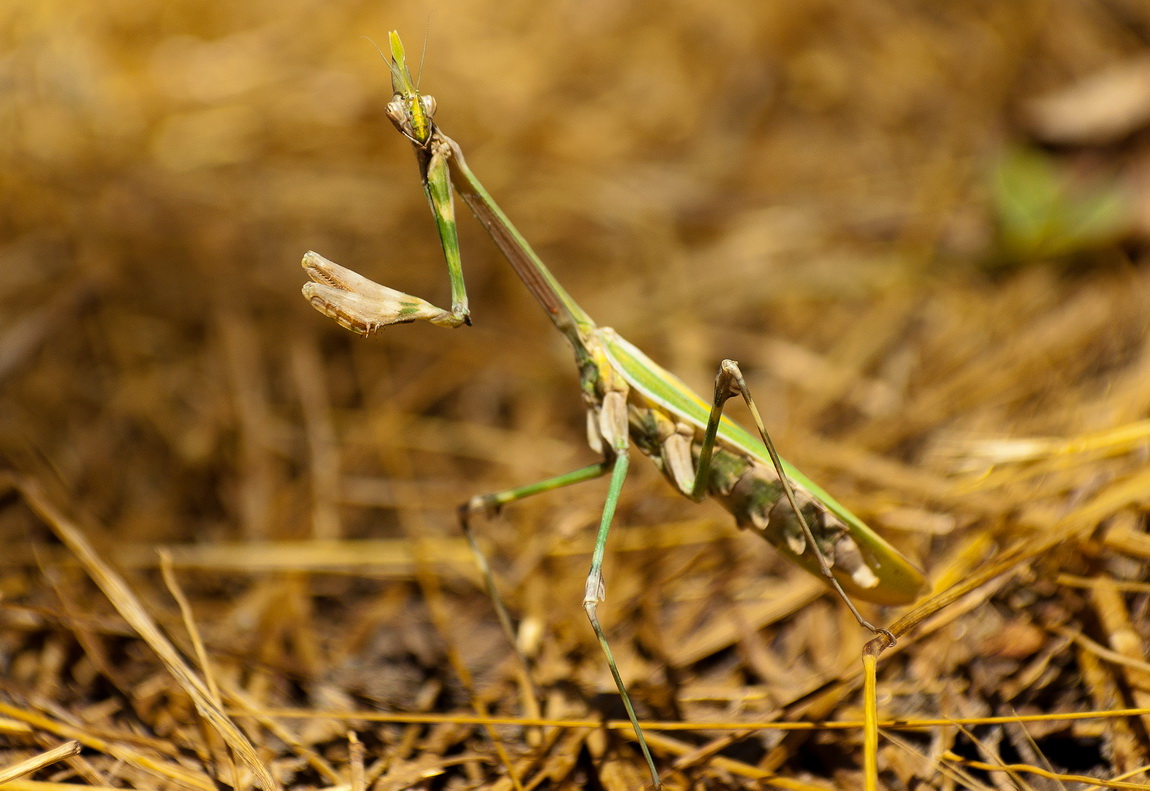 Mantis, পোকা প্রজাতি খুঁজে বের করতে