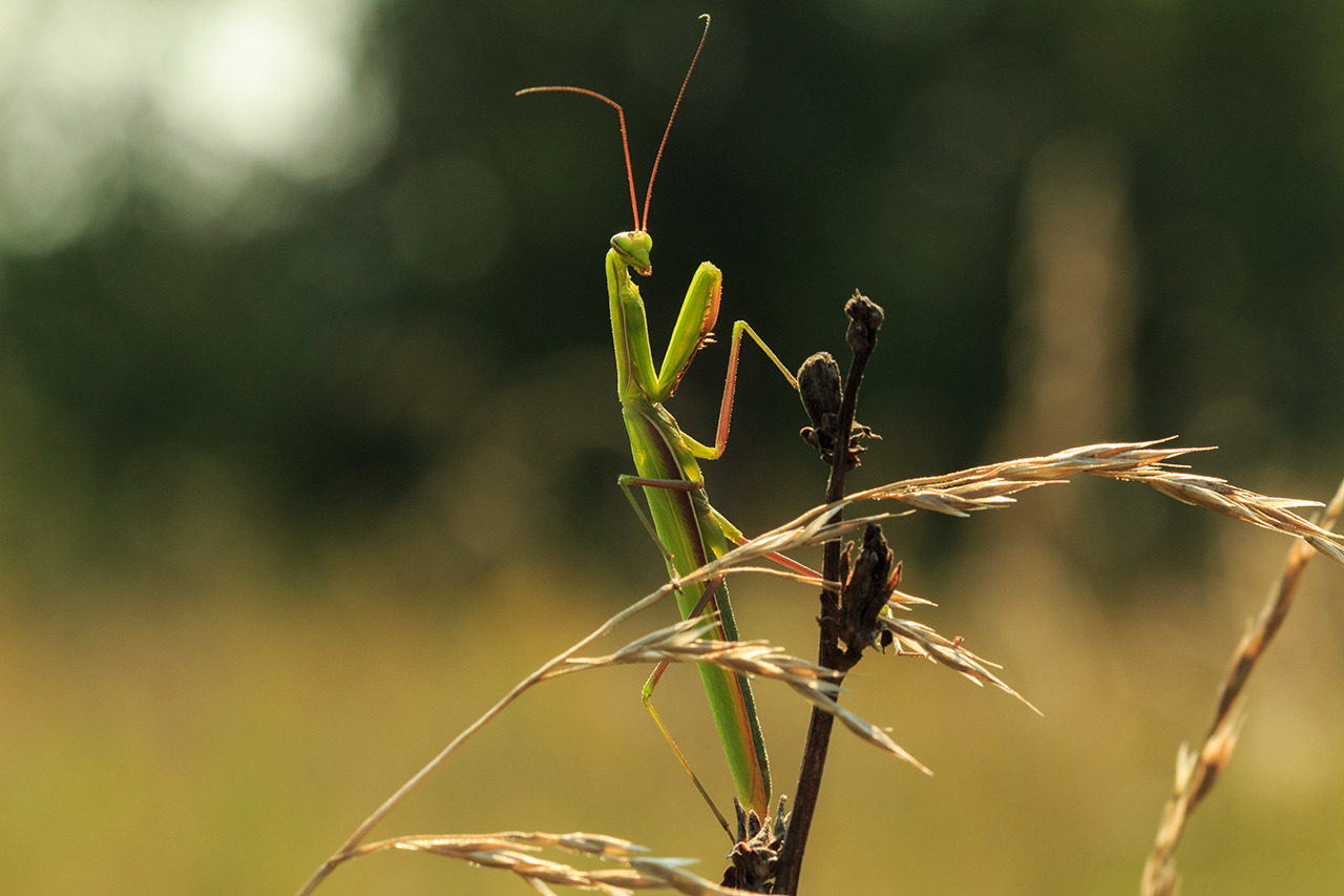Mantis ordinaire dans l'herbe