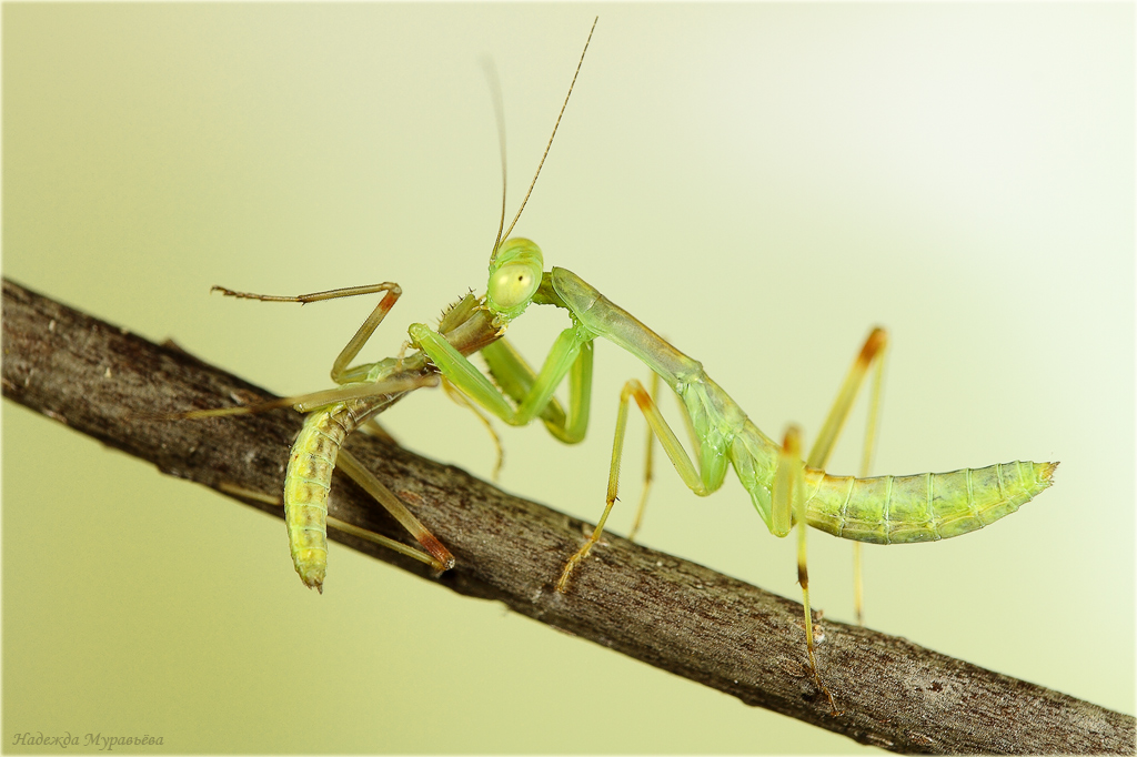At times, young praying mantises feed on their weaker brethren to survive.