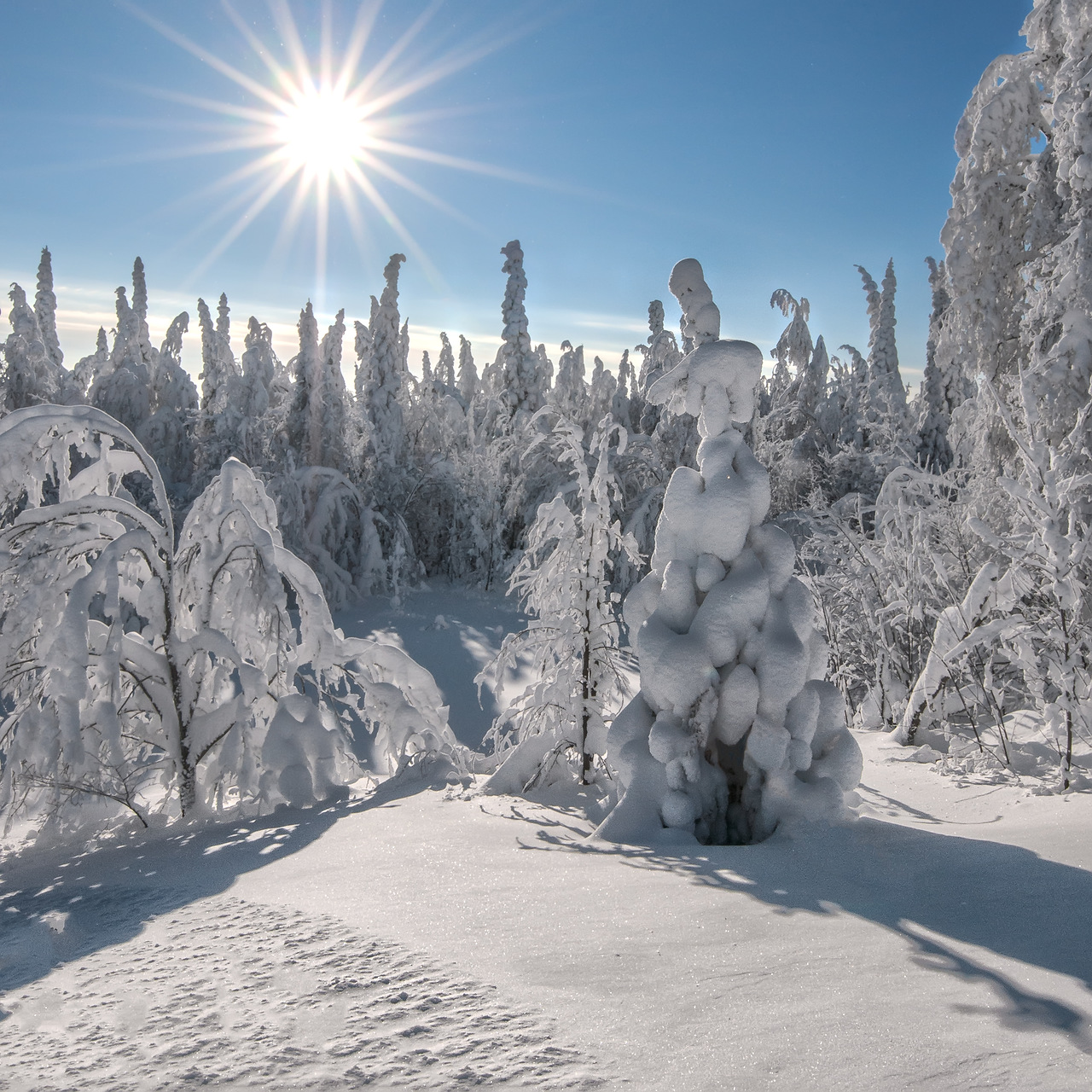 冬の写真：冬の森の太陽