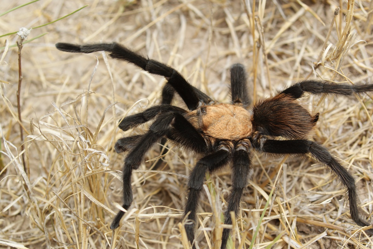 Araña ave del género Aphonopelma (América), especie Aphonopelma anax o hentzi